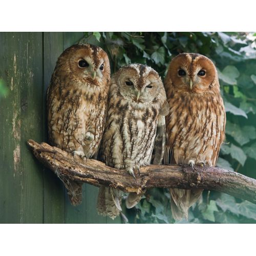 Papermoon Fototapete »Tawny Owls«