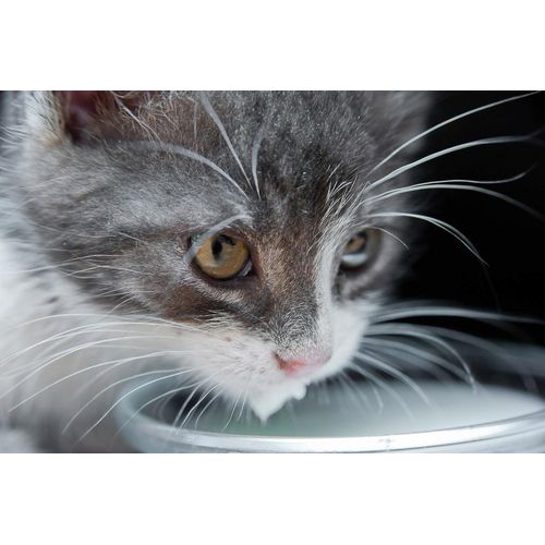 Papermoon Fototapete »Katze«