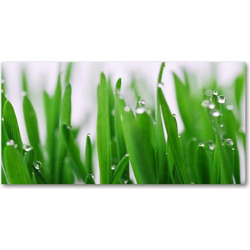 Tulup® Küchenrückwand Spritzschutz aus Glas -100x50 -Spritzschutz auf gehärtetes GlasDeko Blumen & Pflanzen Grashalme