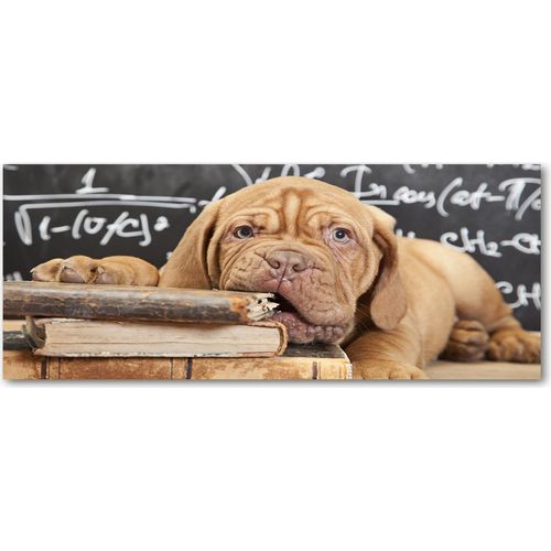 Tulup® Küchenrückwand Spritzschutz aus Glas -125x50 -Spritzschutz auf gehärtetes Glas Deko Tiere Hund Buch