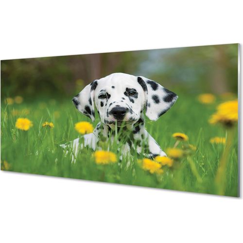 Spritzschutz 100x50 Wandkunst Präriehund