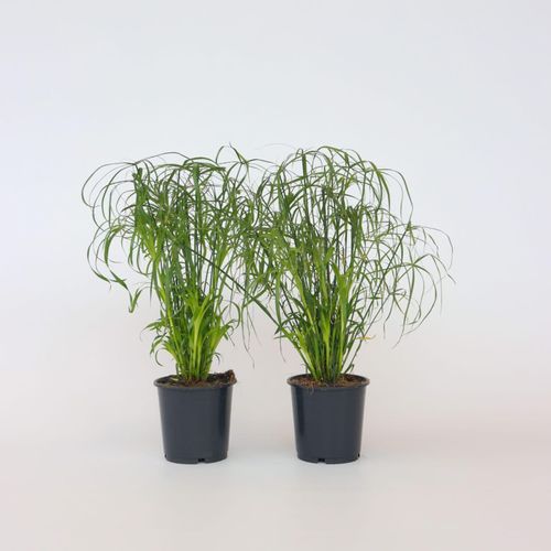 Plant in a Box - Regenschirm segge - 2 Stk - Cyperus alternifolius - Höhe 40-50cm - Topf 14cm