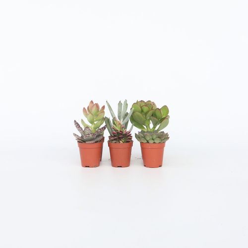 Mini-Sukkulenten - 6 Stk - Succulent Mix - Höhe 5-10cm - Topf 6cm