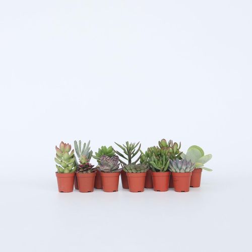 Mini-Sukkulenten - 12 Stk - Succulent Mix - Höhe 5-10cm - Topf 6cm