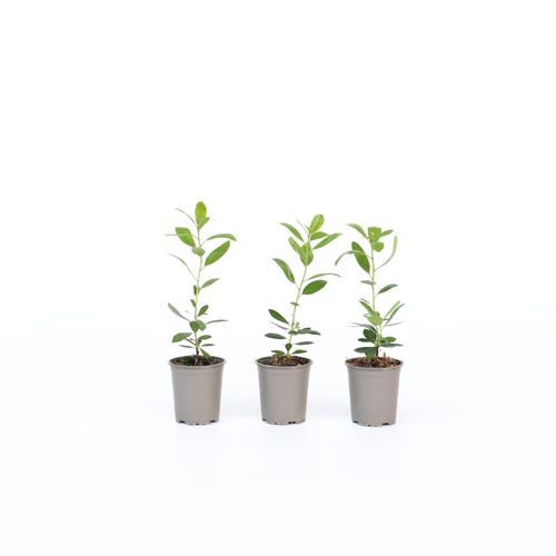 Plant in a Box - Erdbeerpflanzen - 3 Stk - Arbutus 'Unedo' - Höhe 25-40cm - Topf 9cm