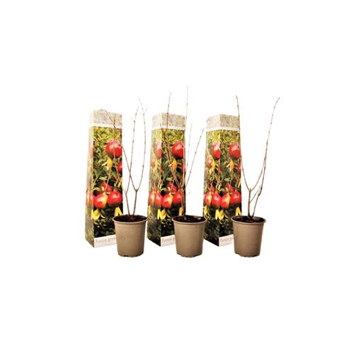 Plant in a Box - Granatapfelbaum - 3 Stk - Punica granatum - Höhe 25-40cm - Topf 9cm