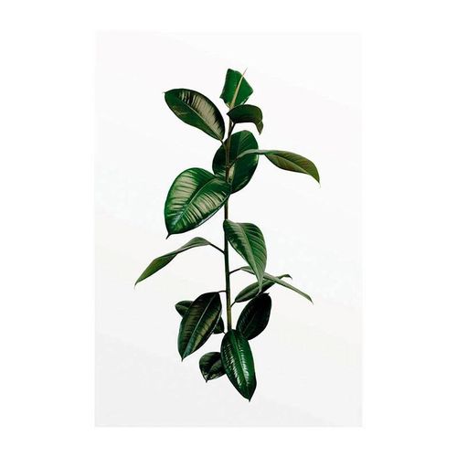 Komar Bild »Ficus Branch«, Pflanzen, (1 St.), Wandbild zur Dekoration - ohne Rahmen