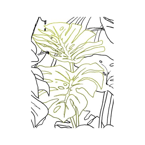 Komar Bild »Monstera Borsigiana«, Natur, (1 St.), Wandbild zur Dekoration - ohne Rahmen