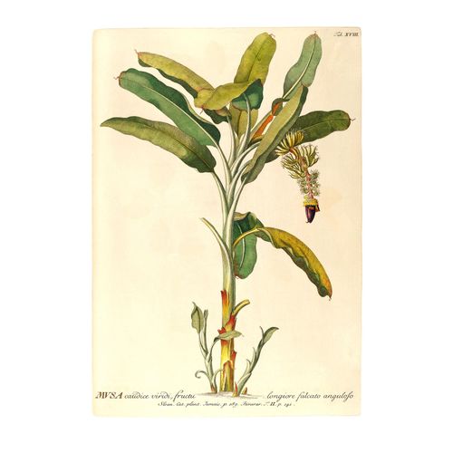 Komar Bild »Rainforest Sapling«, Natur, (1 St.), Wandbild zur Dekoration - ohne Rahmen