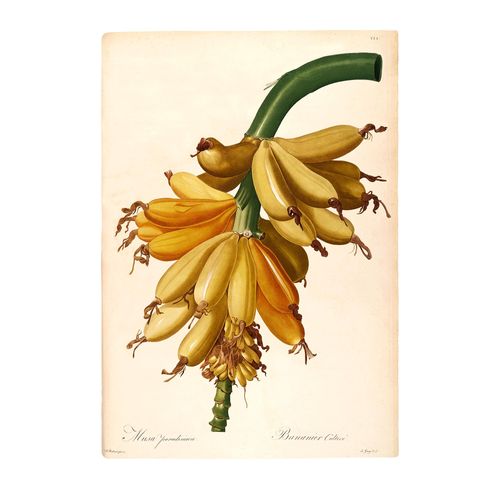 Komar Bild »Plantains«, Natur, (1 St.), Wandbild zur Dekoration - ohne Rahmen