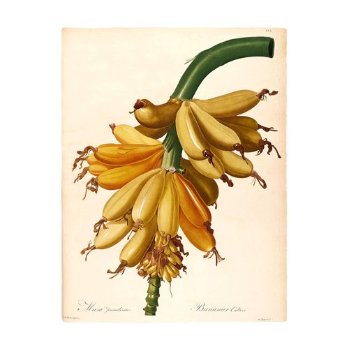 Komar Bild »Plantains«, Natur, (1 St.), Wandbild zur Dekoration - ohne Rahmen