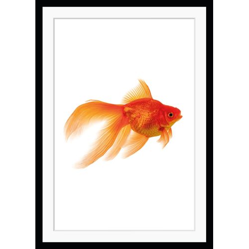 queence Bild »Goldi«, Fisch & Meeresfrüchte-Kunst-Humor, HD Premium Poster-Druck inkl. Holzrahmen