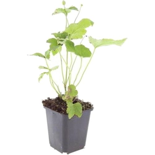 Zierstaude - Herbst-Anemone - Anemone hupehensis 'Honorine Jobert' - 9cm Topf - Set mit 60 Pflanzen