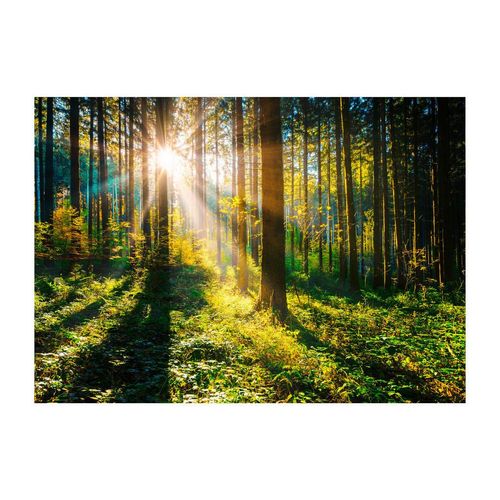 Monee Glasbild , Mehrfarbig , Glas , Bäume , rechteckig , 120x80 cm , Fotografie, einfache und schnelle Anbringung, glänzend , Bilder und Zubehör,