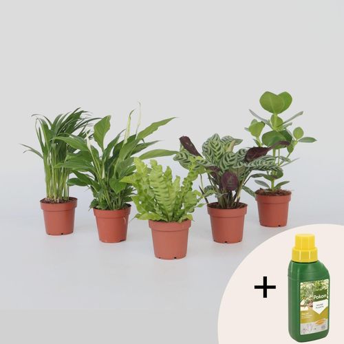Plant in a Box - Luftreinigende Zimmerpflanzen - 5 Stk - Höhe 25-40cm - Topf 12cm