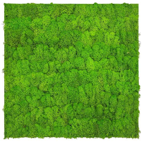 Jangal Akustikpaneel Modular Wall System Moos , Hellgrün , Naturmaterialien , 52x52x4 cm , Handmade Quality , Tapeten & Wandverkleidungen,