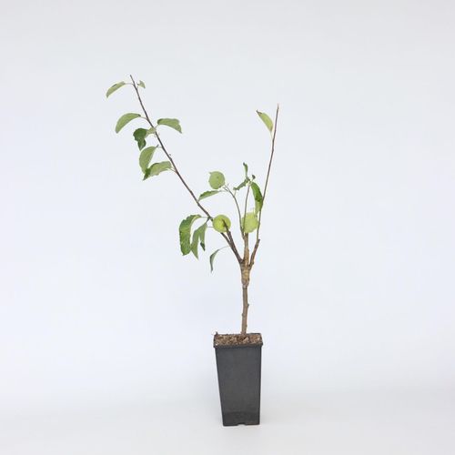 Plant in a Box - Apfelbaum mit 3 Apfelsorten in einem Baum - 2er Set - Höhe 60-70 cm - Topf 17cm