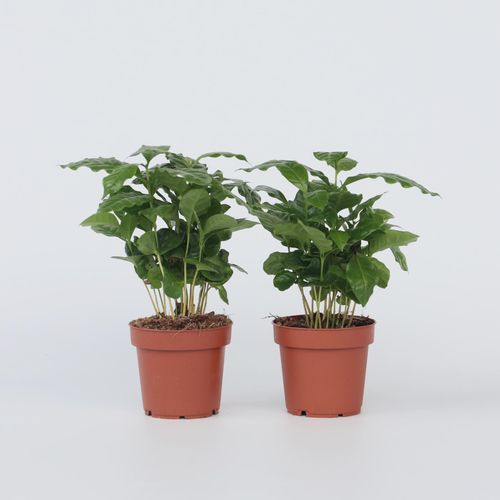 Plant in a Box - Kaffeepflanze - 2 Stk - Coffea arabica - Höhe 25-40cm - Topf 12cm