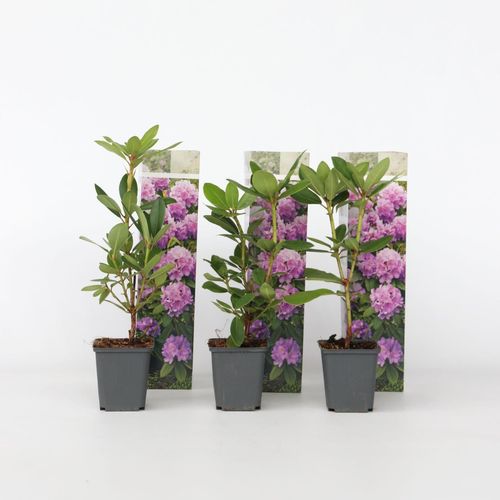 Plant in a Box - Limette - 3 Stk - Citrus aurantifolia - Höhe 25-40cm - Topf 9cm