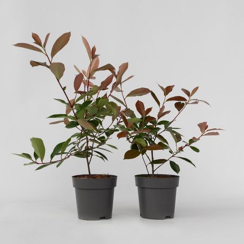 Plant in a Box - Glanzmispel - 6 Stk - Photinia fraseri 'Red Robin' - Höhe 30-40cm - Topf 17cm