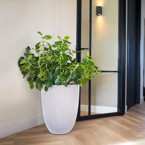 Capi Vase Groove Elegant 46X58 Cm | Farbe: Elfenbein | Größe: Ø 34 x 46 cm