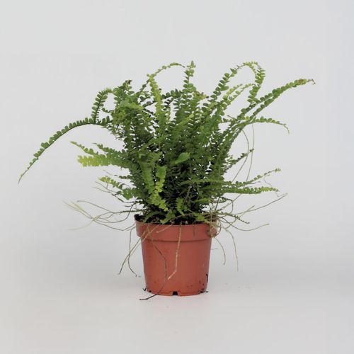 Plant in a Box - Knopf-Farn - Nephrolepis Duffii - Höhe 25-40cm - Pot 12cm
