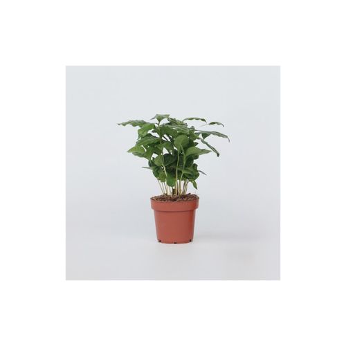 Plant in a Box - Kaffeepflanze - Coffea arabica - Höhe 25-40cm - Topf 12cm