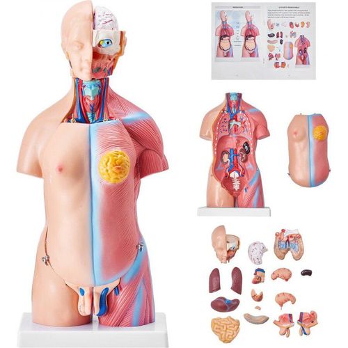 Menschliches Körpermodell - 23 Teile, 455 mm - Anatomischer Torso - Unisex Anatomie-Skelettmodell - Abnehmbare Organe - Pädagogisches Lehrmittel für Studenten - Lehrvorführung