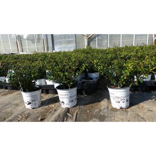 20 Stück Ilex crenata Stokes Heckenpflanze Buchsbaum Ersatz winterhart + robust
