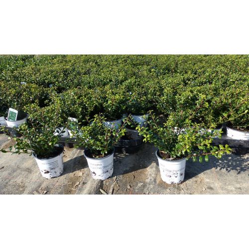 50 Stück Ilex crenata Stokes Heckenpflanze Buchsbaum Ersatz winterhart + robust