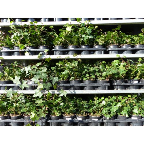 25 Stück Efeu Hedera helix 20 - 35 cm Heckenpflanze winterhart Kletterpflanze Hecke Sichtschutz blickdicht