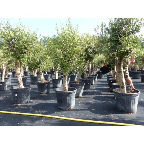 Olivenbaum Olive "Angebot" 150 - 180 cm, beste Qualität, winterhart, Olea Europaea