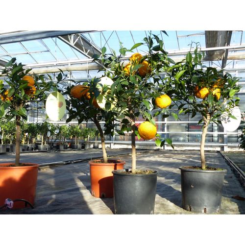 Citrus Yuzu 70 - 80 cm, Zitronenbaum Zitrone, japanische Zitrone, winterhart
