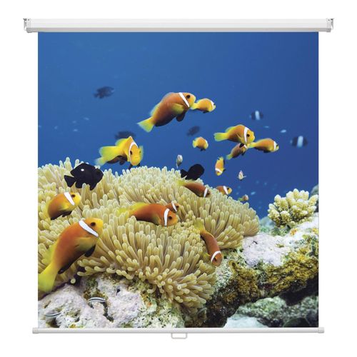 Magnetoplan Rollo-Leinwand, 1500 x 1500 mm (6201112)