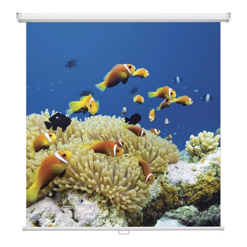 Magnetoplan Rollo-Leinwand, 2400 x 2400 mm (6201124)