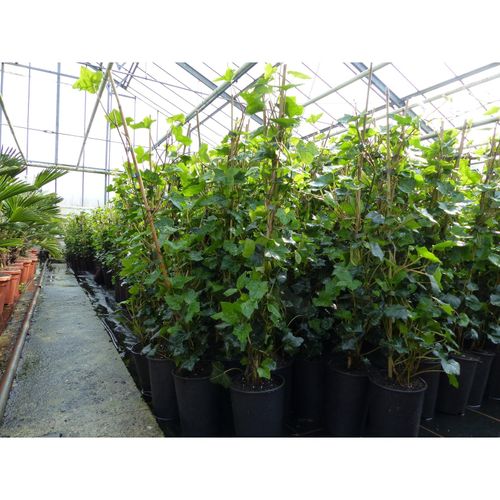 10 Stück Efeu Hedera helix 100 - 120 cm Heckenpflanze winterhart Kletterpflanze Hecke Sichtschutz blickdicht