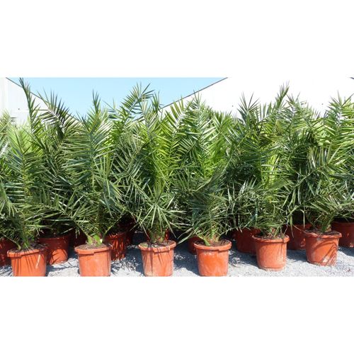 4 Stück Palme XXL 190 - 230 cm Phoenix canariensis, kanarische Dattelpalme,
