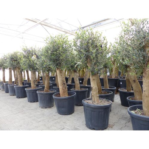 Olivenbaum Bonsai 160 cm Olive beste Qualität, Stammumfang 30 - 40 cm, winterhart, Olea Europaea