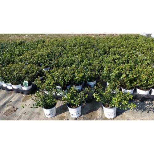 100 Stück Ilex crenata Stokes Heckenpflanze Buchsbaum Ersatz winterhart + robust