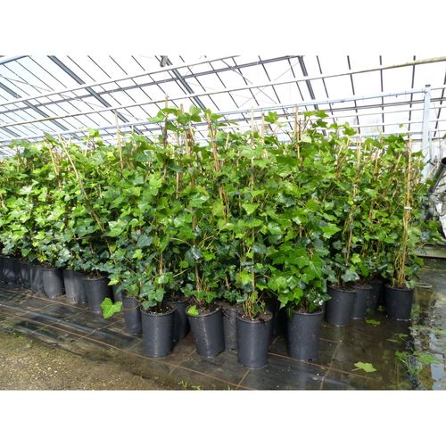10 Stück Efeu Hedera helix 85 - 105 cm Heckenpflanze winterhart Kletterpflanze Hecke Sichtschutz blickdicht