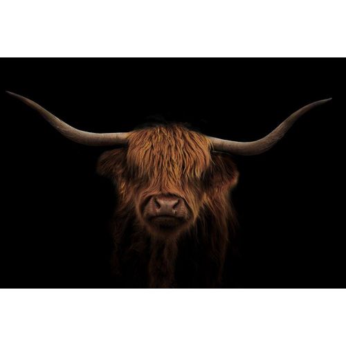 Glasbild HOCHLAND RIND