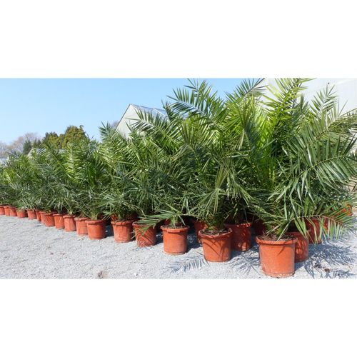 Palme XXL 160 cm Phoenix canariensis, kanarische Dattelpalme, winterhart