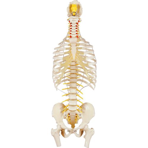 Wirbelsäule mit Brustkorb inkl. Stativ, Anatomie Modell, 80 cm
