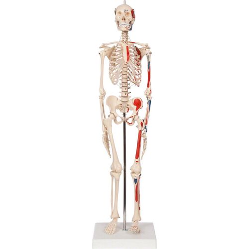 Mini-Skelett mit Muskelbemalung inkl. Stativ, anatomisches Lehrmittel, 65 cm