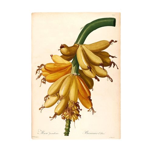 Komar Bild »Plantains«, Natur, (1 St.), Wandbild zur Dekoration - ohne Rahmen