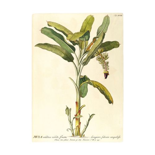 Komar Bild »Rainforest Sapling«, Natur, (1 St.), Wandbild zur Dekoration - ohne Rahmen