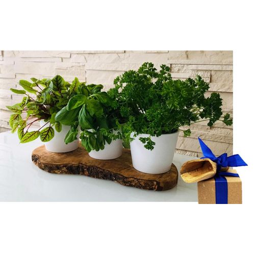 Kräuterbeet OLIVENHOLZ-ERLEBEN 