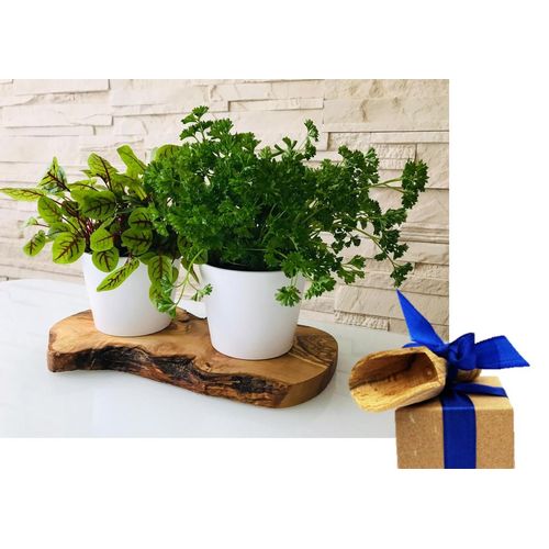 Kräuterbeet OLIVENHOLZ-ERLEBEN 