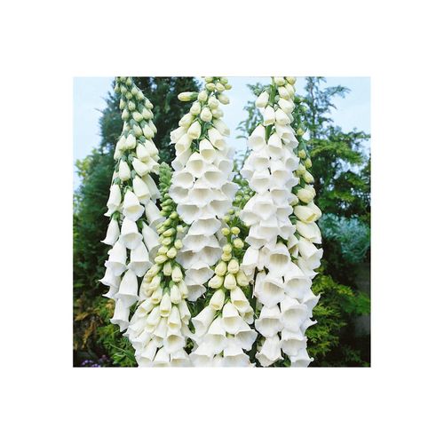 Digitalis purpurea 'Alba', Fingerhut, weiß, ca. 9x9 cm Topf