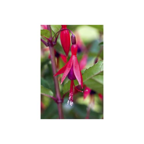 Fuchsia magellanica 'M.Popple', Fuchsie, rot-violett, ca. 9x9 cm Topf